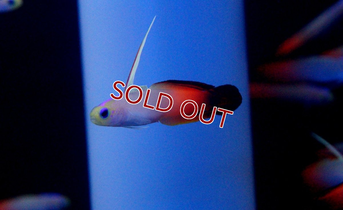 画像4: 【海水魚】ハタタテハゼ （5匹）(サンプル画像）（生体）(海水魚)（サンゴ） (4)