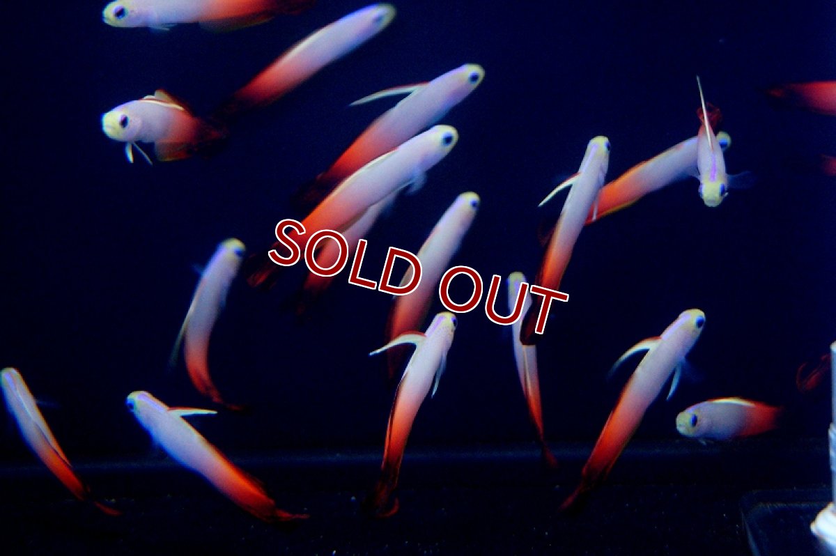 画像6: 【海水魚】ハタタテハゼ （5匹）(サンプル画像）（生体）(海水魚)（サンゴ） (6)