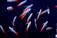 画像6: 【海水魚】【通販】ハタタテハゼ （5匹）(サンプル画像）（生体）(海水魚)（サンゴ） (6)