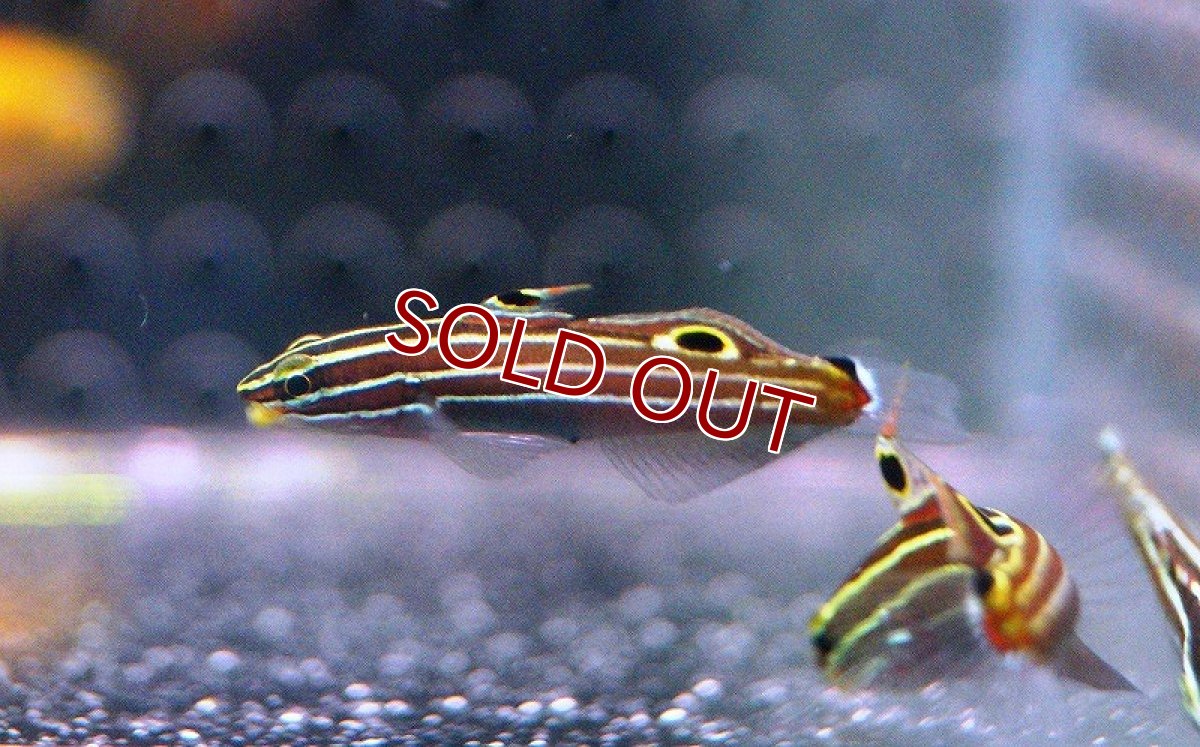 画像2: 【海水魚】キンセンハゼ (1匹) 4cm前後(サンプル画像）（生体）(海水魚)（サンゴ） (2)