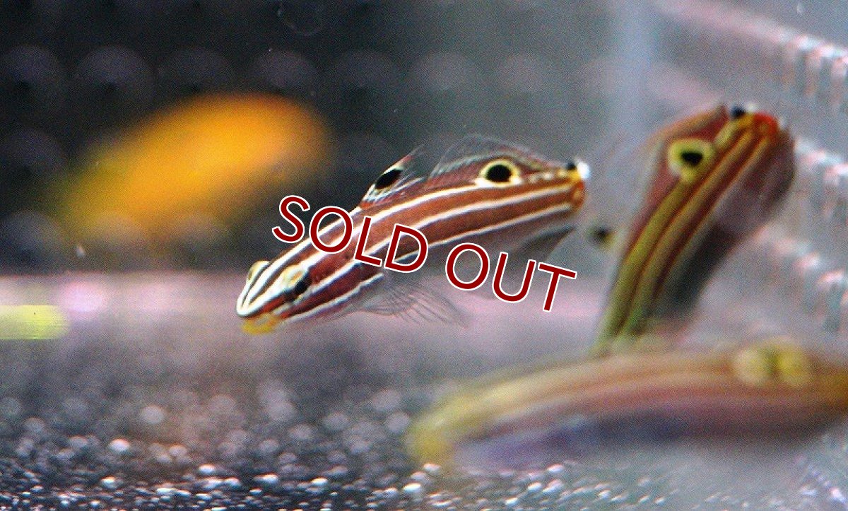 画像3: 【海水魚】キンセンハゼ (1匹) 4cm前後(サンプル画像）（生体）(海水魚)（サンゴ） (3)