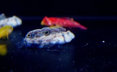 画像3: 【海水魚】【通販】カニハゼ (1匹)4-5cm前後(サンプル画像）（生体）(海水魚)（サンゴ） (3)