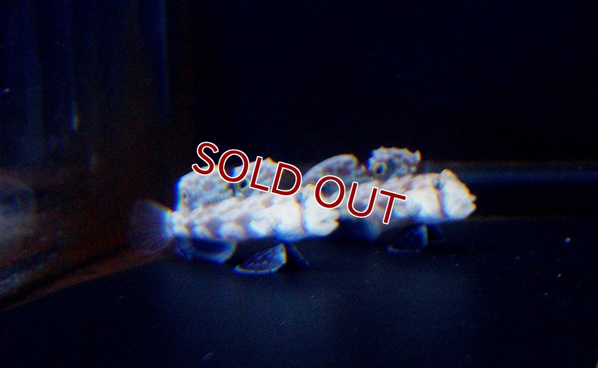 画像2: 【海水魚】カニハゼ （２匹）4-5cm前後(サンプル画像）（生体）(海水魚)（サンゴ） (2)