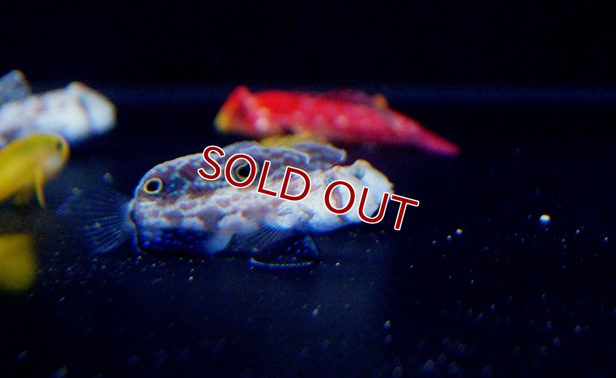 画像3: 【海水魚】カニハゼ （２匹）4-5cm前後(サンプル画像）（生体）(海水魚)（サンゴ） (3)