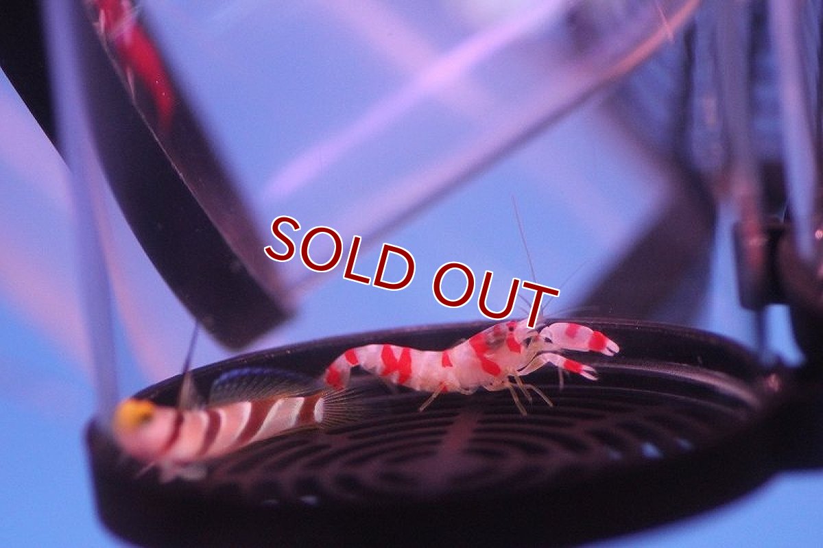 画像2: 【海水魚】ハタタテネジリンボウ＋ランドールピストルシュリンプ(1セット)(サンプル画像）（生体）(海水魚)（サンゴ） (2)