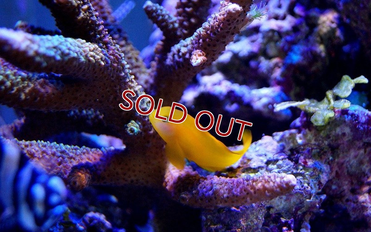 画像2: 【海水魚】キイロサンゴハゼ（5匹）(サンプル画像）（生体）(海水魚)（サンゴ） (2)