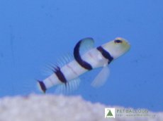 画像1: 【海水魚】【通販】ドラクラシュリンプゴビー(1匹)(サンプル画像）（生体）(海水魚)（サンゴ） (1)