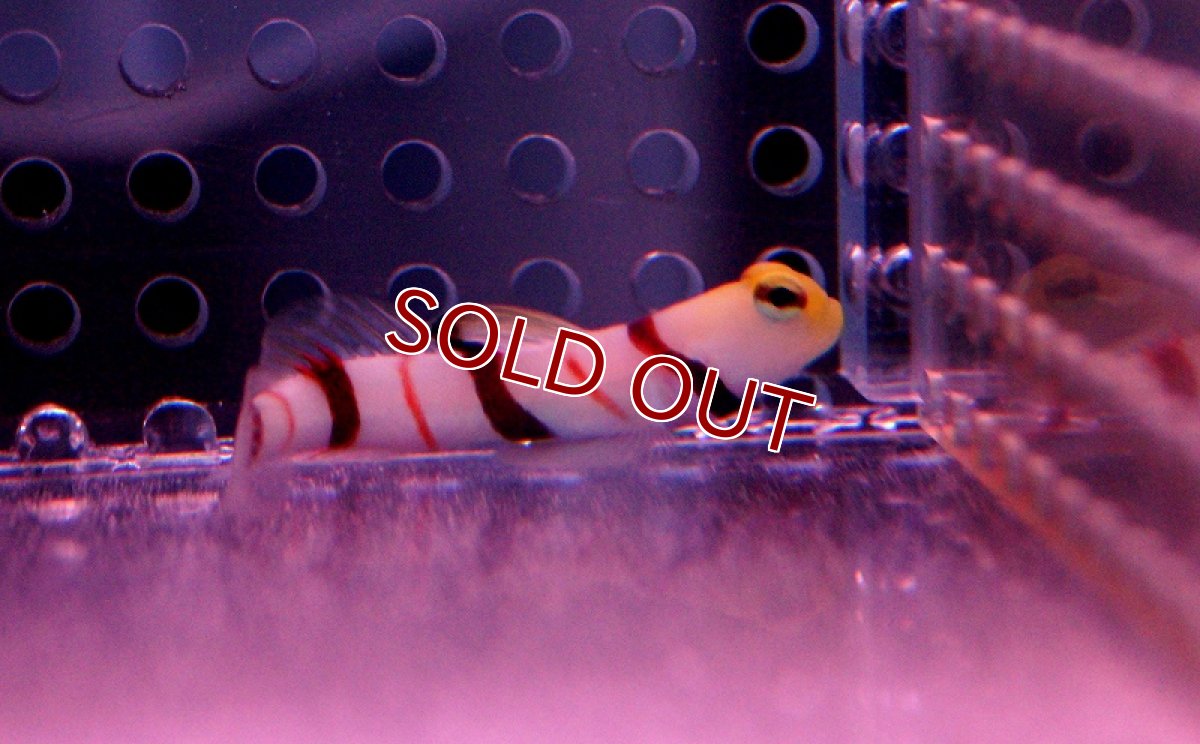 画像2: 【海水魚】ドラクラシュリンプゴビー(1匹)(サンプル画像）（生体）(海水魚)（サンゴ） (2)