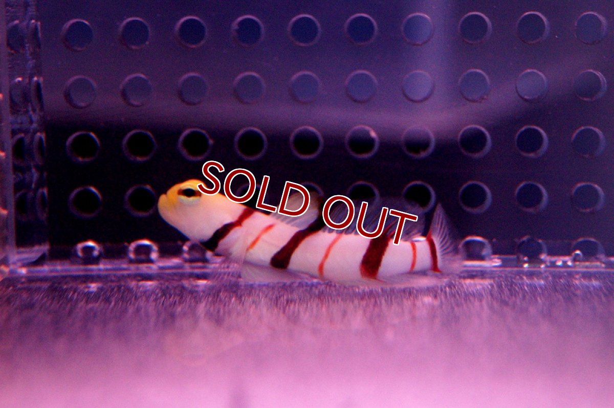 画像3: 【海水魚】ドラクラシュリンプゴビー(1匹)(サンプル画像）（生体）(海水魚)（サンゴ） (3)