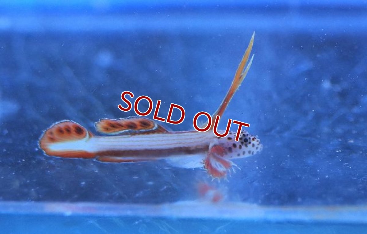 画像3: 【海水魚】ホムラハゼ(1匹)3cm前後(サンプル画像）（生体）(海水魚)（サンゴ） (3)