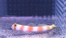 画像1: 【海水魚】【通販】オーロラゴビー (1匹)6-8cm前後(サンプル画像）（生体）(海水魚)（サンゴ） (1)