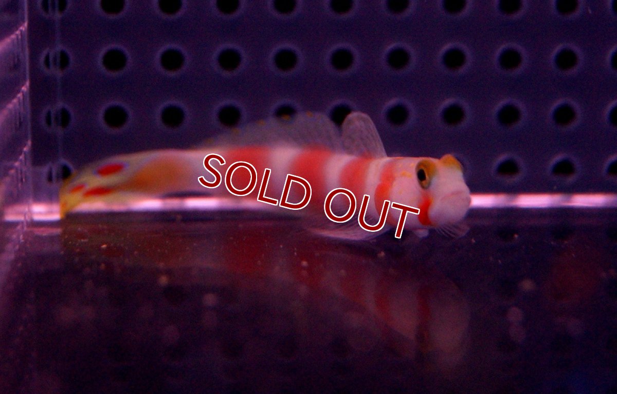 画像2: 【海水魚】オーロラゴビー (1匹)6-8cm前後(サンプル画像）（生体）(海水魚)（サンゴ） (2)