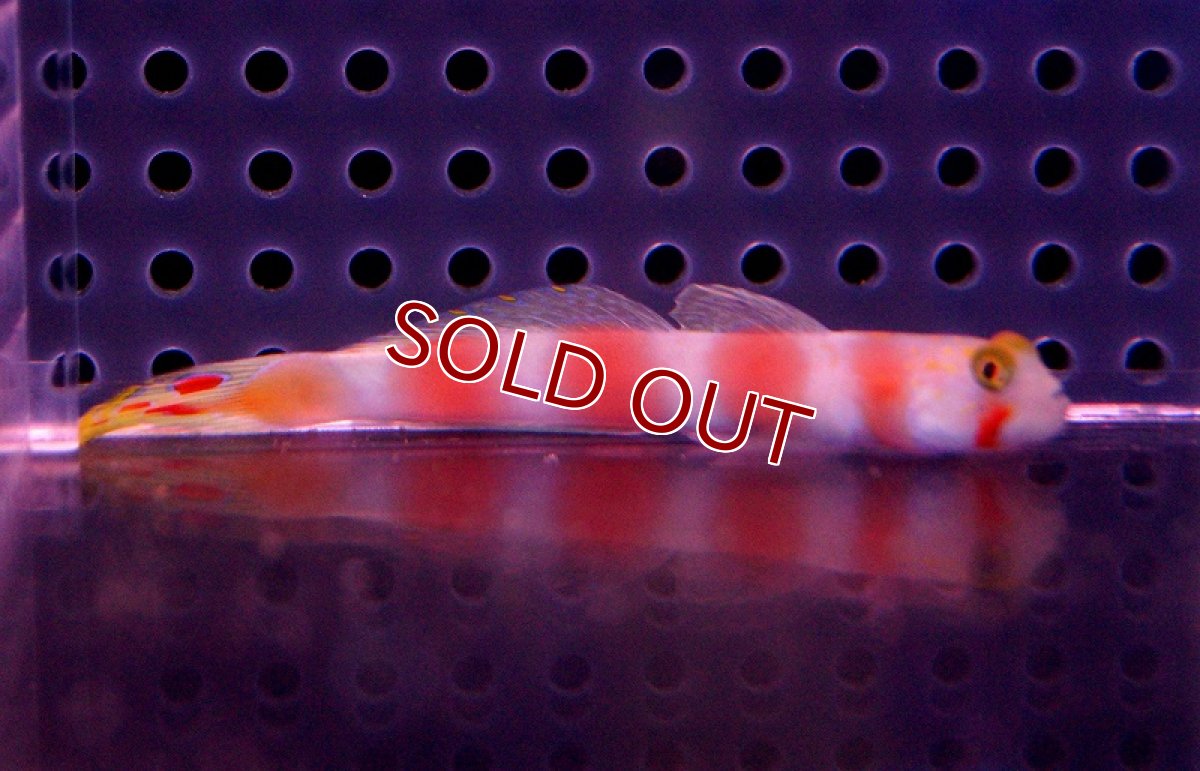 画像3: 【海水魚】オーロラゴビー (1匹)6-8cm前後(サンプル画像）（生体）(海水魚)（サンゴ） (3)