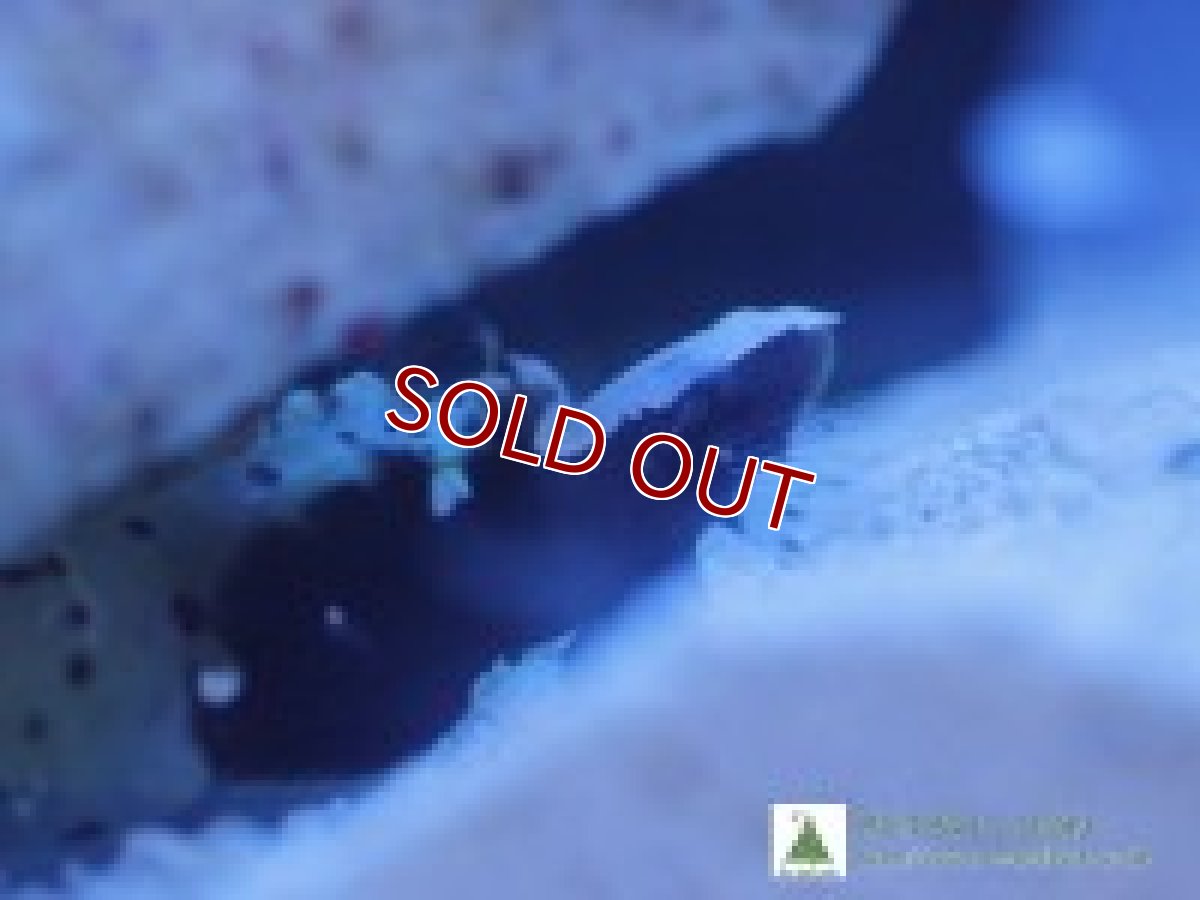 画像2: 【海水魚】オドリハゼ＆ダンスゴビーシュリンプ(1セット)(サンプル画像）（生体）(海水魚)（サンゴ） (2)