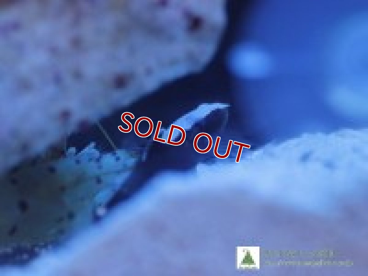 画像3: 【海水魚】オドリハゼ＆ダンスゴビーシュリンプ(1セット)(サンプル画像）（生体）(海水魚)（サンゴ） (3)