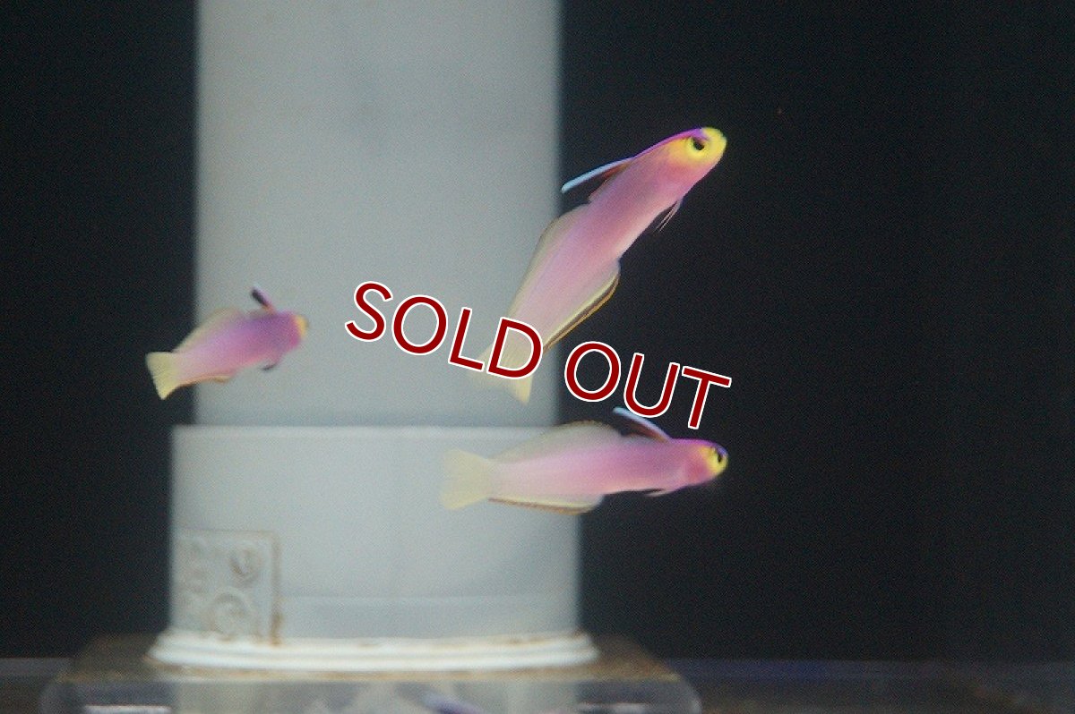 画像2: 【決算セール クーポンご利用で更に10％OFF対象商品】【海水魚】パープルファイヤーゴビー(1匹)±5-6cm(サンプル画像）（生体）(海水魚)（サンゴ） (2)