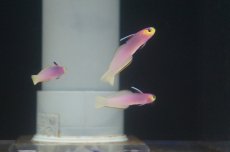 画像2: 【海水魚】【通販】パープルファイヤーゴビー(1匹)±5-6cm(サンプル画像）（生体）(海水魚)（サンゴ） (2)