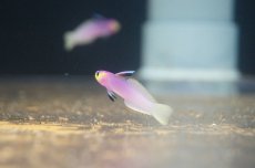 画像3: 【海水魚】【通販】パープルファイヤーゴビー(1匹)±5-6cm(サンプル画像）（生体）(海水魚)（サンゴ） (3)