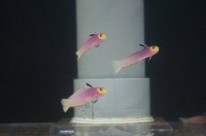 画像5: 【海水魚】【通販】パープルファイヤーゴビー(1匹)±5-6cm(サンプル画像）（生体）(海水魚)（サンゴ） (5)