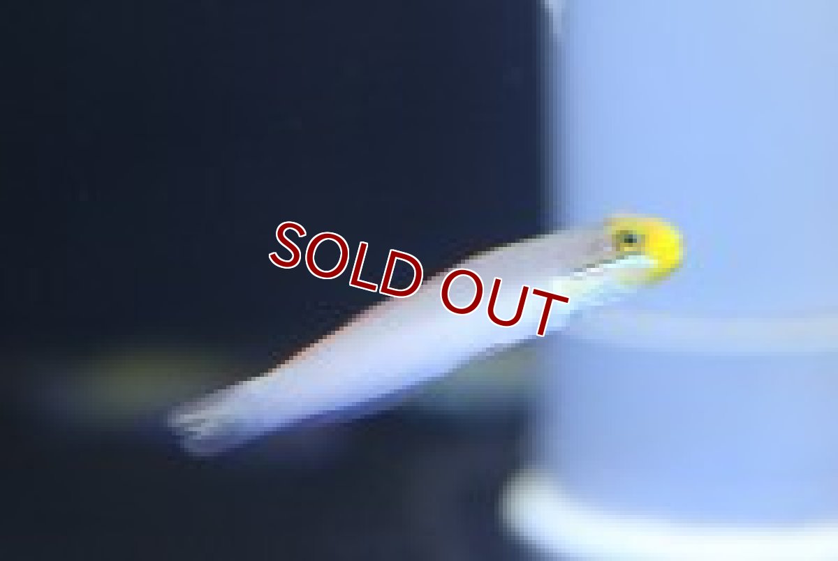 画像3: 【海水魚】アカハチハゼ(1匹)±6-8cm前後(サンプル画像）（生体）(海水魚)（サンゴ） (3)