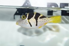 画像1: 【海水魚】【通販】ノコギリハギ(1匹)±4-6cm(サンプル画像）（生体）(海水魚)（サンゴ） (1)