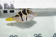 画像2: 【海水魚】【通販】ノコギリハギ(1匹)±4-6cm(サンプル画像）（生体）(海水魚)（サンゴ） (2)