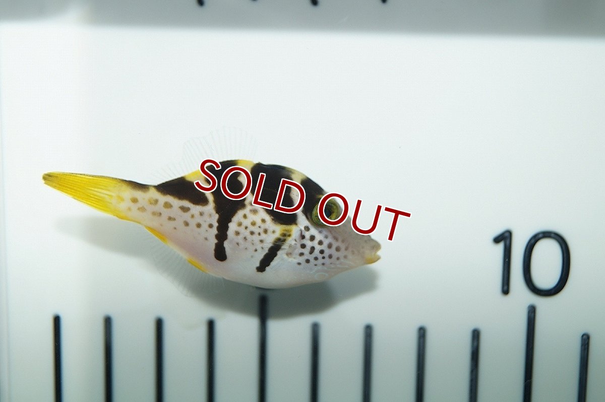 画像3: 【海水魚】ノコギリハギ(1匹)±5-7cm(サンプル画像）（生体）(海水魚)（サンゴ） (3)