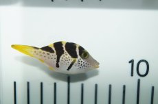 画像3: 【海水魚】【通販】ノコギリハギ(1匹)±4-6cm(サンプル画像）（生体）(海水魚)（サンゴ） (3)