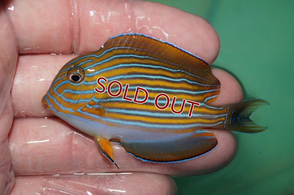 画像1: 【海水魚】ニジハギ(1匹)±5-8cm (サンプル画像）（生体）(海水魚)（サンゴ） (1)