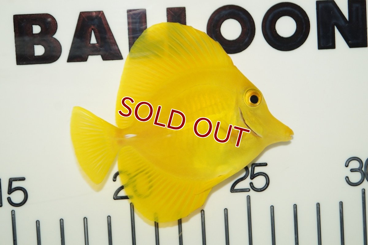 画像2: 【海水魚】キイロハギ（ML-Lサイズ）(1匹)±8-10ｃｍ(サンプル画像）（生体）(海水魚)（サンゴ） (2)