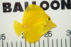 画像2: 【海水魚】【通販】キイロハギ（ML-Lサイズ）(1匹)±8-10ｃｍ(サンプル画像）（生体）(海水魚)（サンゴ） (2)