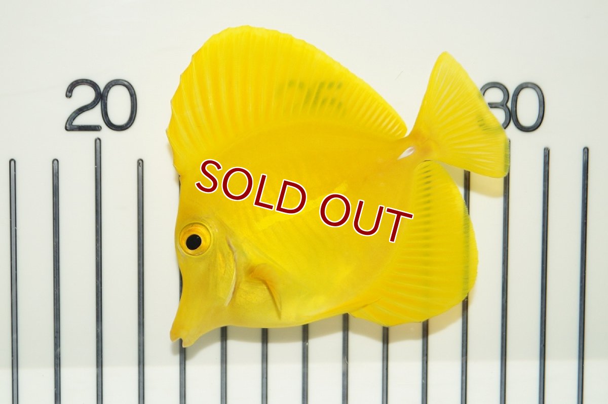 画像3: 【海水魚】キイロハギ（ML-Lサイズ）(1匹)±8-10ｃｍ(サンプル画像）（生体）(海水魚)（サンゴ） (3)