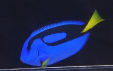 画像1: 【海水魚・ハギ】【通販】ナンヨウハギ（XLサイズ）(1匹)±15-18cm(サンプル画像）（生体）(海水魚)（サンゴ） (1)