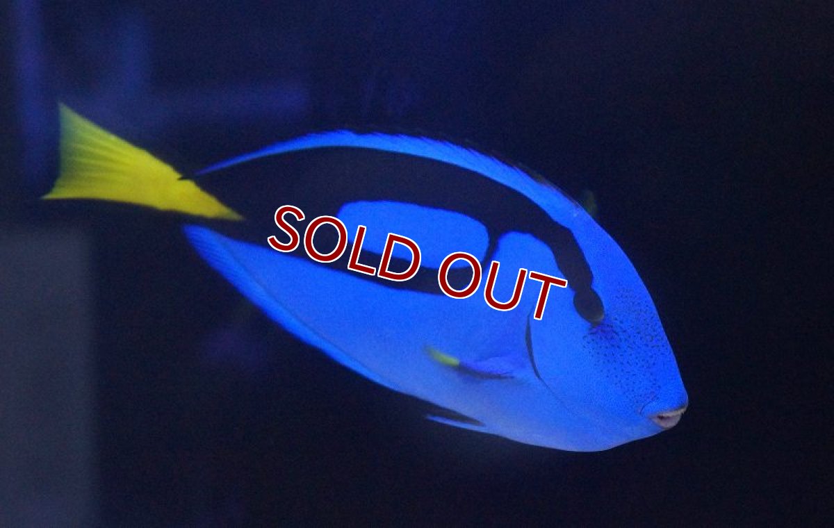 画像2: 【海水魚・ハギ】ナンヨウハギ（XLサイズ）(1匹)±15-18cm(サンプル画像）（生体）(海水魚)（サンゴ） (2)