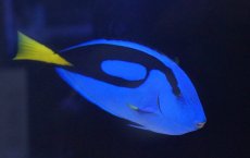 画像2: 【海水魚・ハギ】【通販】ナンヨウハギ（XLサイズ）(1匹)±15-18cm(サンプル画像）（生体）(海水魚)（サンゴ） (2)