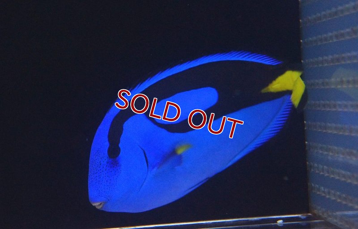 画像3: 【海水魚・ハギ】ナンヨウハギ（XLサイズ）(1匹)±15-18cm(サンプル画像）（生体）(海水魚)（サンゴ） (3)