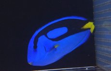 画像3: 【海水魚・ハギ】【通販】ナンヨウハギ（XLサイズ）(1匹)±15-18cm(サンプル画像）（生体）(海水魚)（サンゴ） (3)
