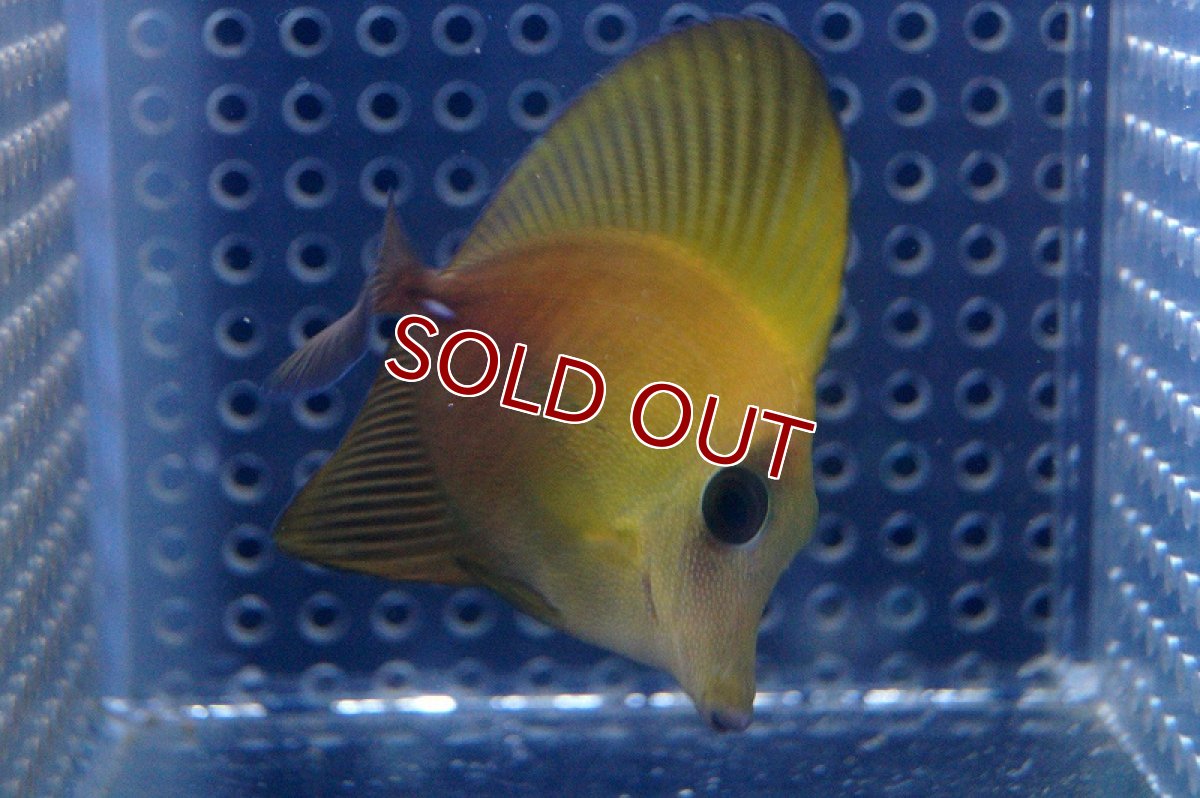 画像3: 【海水魚・ハギ】Hyd. .ゴマハギ (イエロー）S-SMサイズ(1匹)±4-6cm(サンプル画像）（生体）(海水魚)（サンゴ） (3)