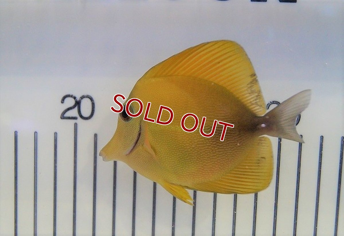 画像2: 【海水魚・ハギ】Hyd. .ゴマハギ (イエロー）M-MLサイズ±7-9cm (サンプル画像）（生体）(海水魚)（サンゴ） (2)