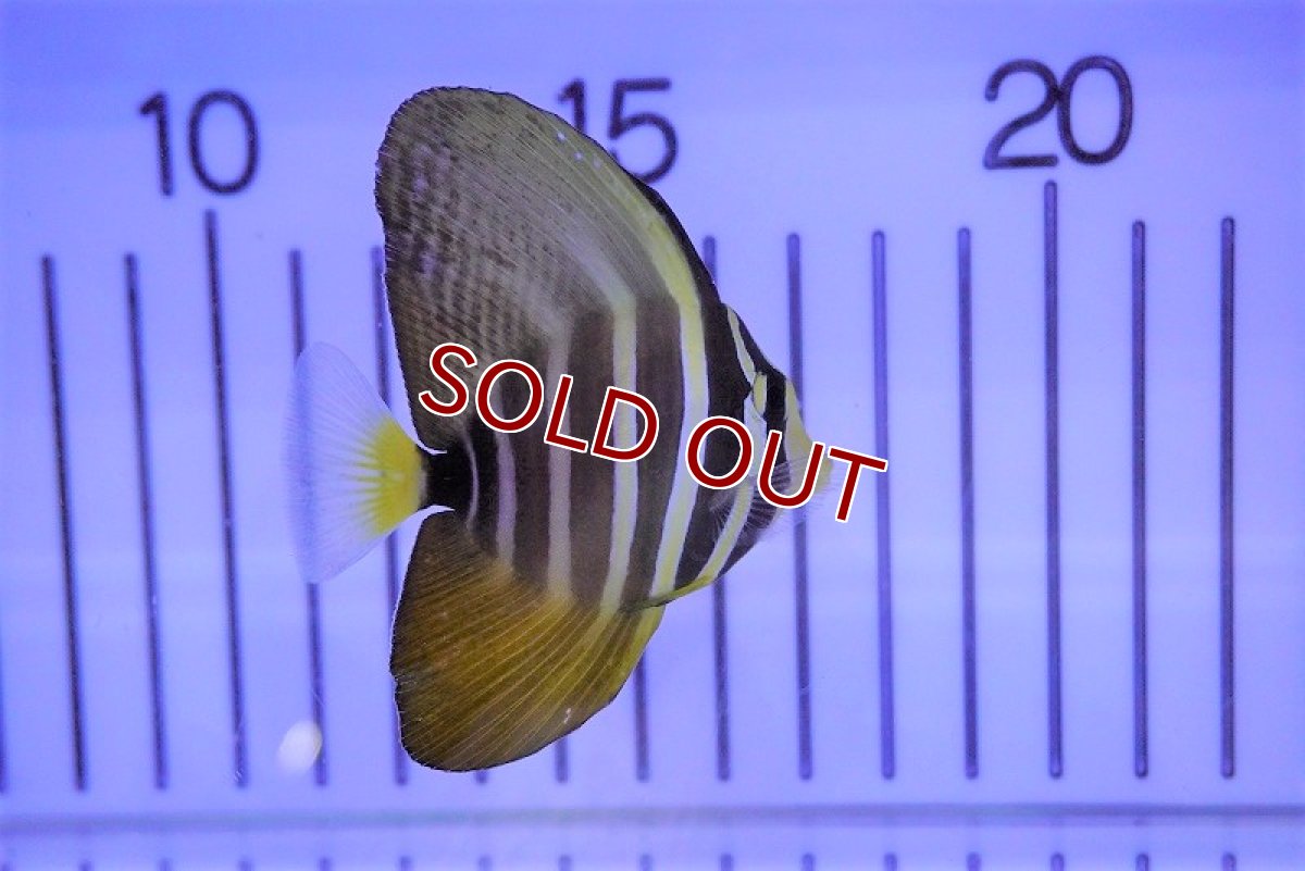 画像2: 【海水魚・ハギ】ヒレナガハギ(1匹)±7-9cm(サンプル画像）（生体）(海水魚)（サンゴ） (2)