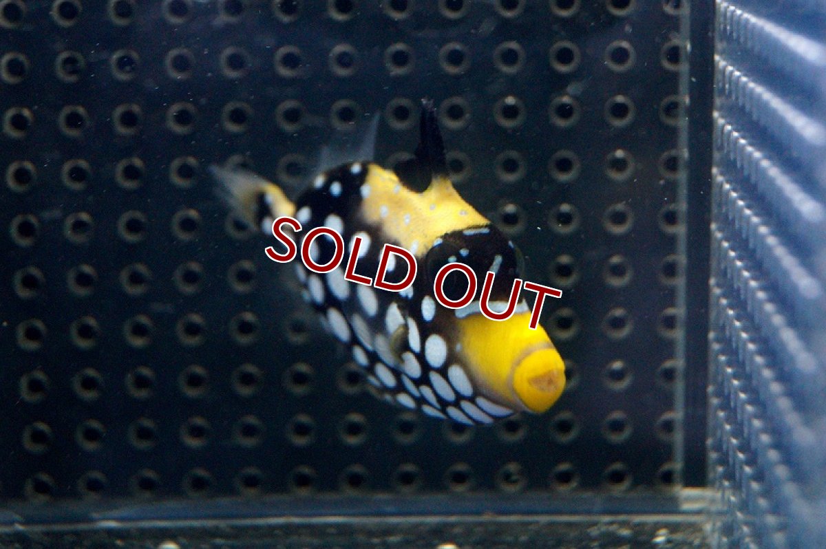 画像2: 【海水魚・ハギ】モンガラカワハギ（SM)(1匹)±6-7cm　(サンプル画像）（生体）(海水魚)（サンゴ） (2)