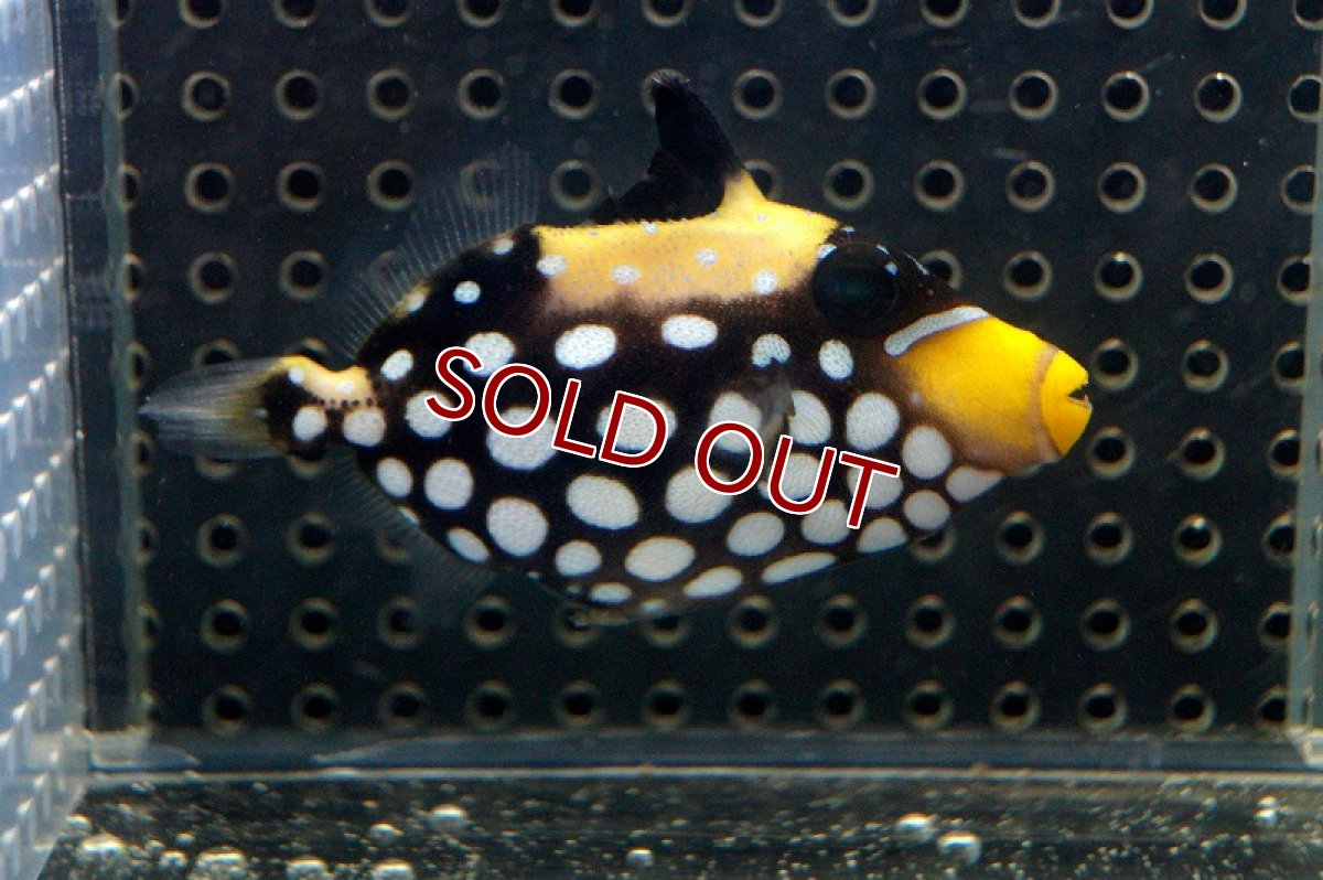 画像3: 【海水魚・ハギ】モンガラカワハギ（SM)(1匹)±6-7cm　(サンプル画像）（生体）(海水魚)（サンゴ） (3)