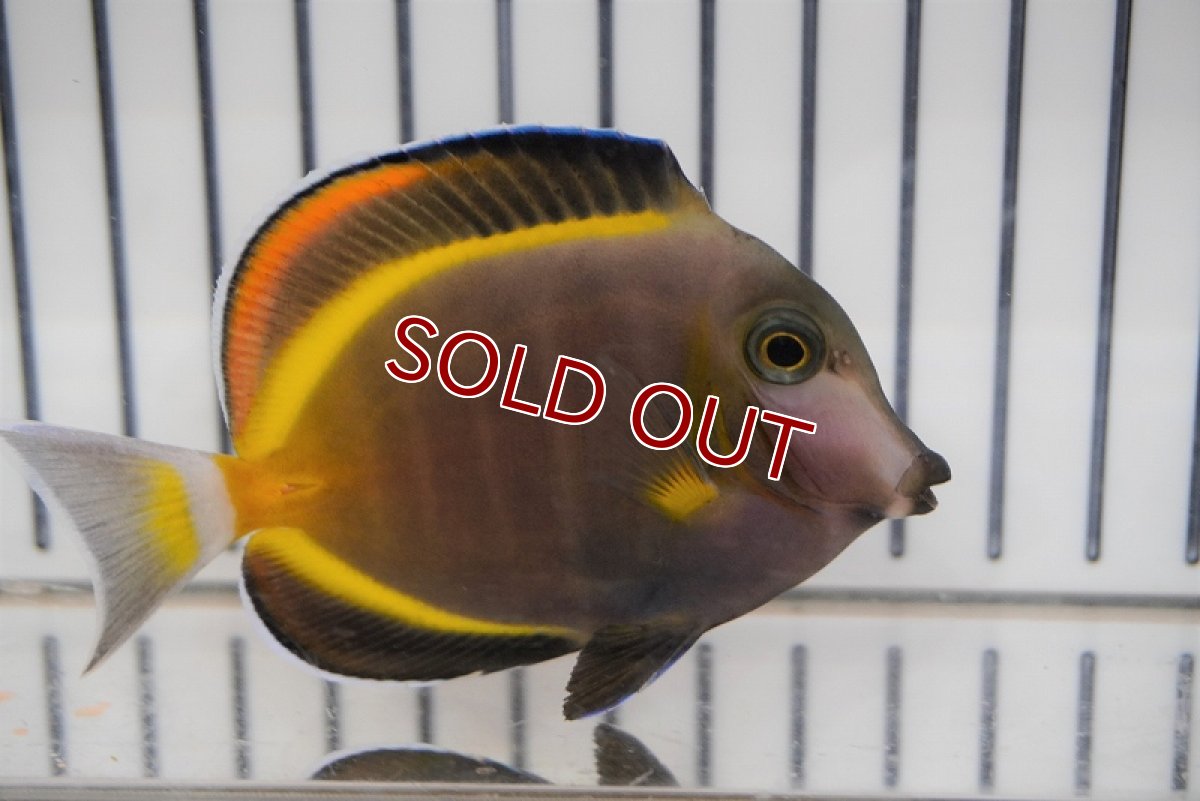 画像2: 【海水魚・ハギ】ナミダクロハギ(1匹)±7-10cm (サンプル画像）（生体）(海水魚)（サンゴ） (2)