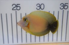 画像1: 【海水魚・ハギ】【通販】ミミックタン(1匹)±6-8cm (サンプル画像）（生体）(海水魚)（サンゴ） (1)