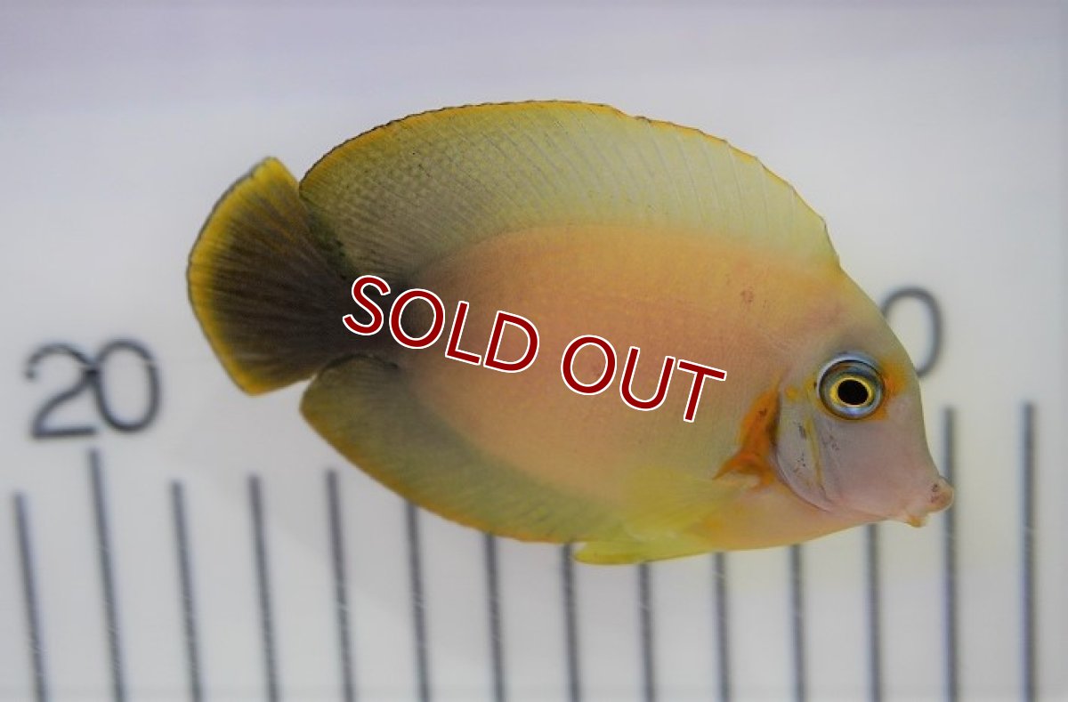 画像2: 【海水魚・ハギ】ミミックタン(1匹)±6-8cm (サンプル画像）（生体）(海水魚)（サンゴ） (2)