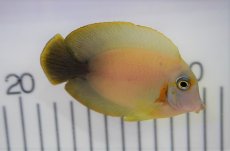 画像2: 【海水魚・ハギ】【通販】ミミックタン(1匹)±6-8cm (サンプル画像）（生体）(海水魚)（サンゴ） (2)