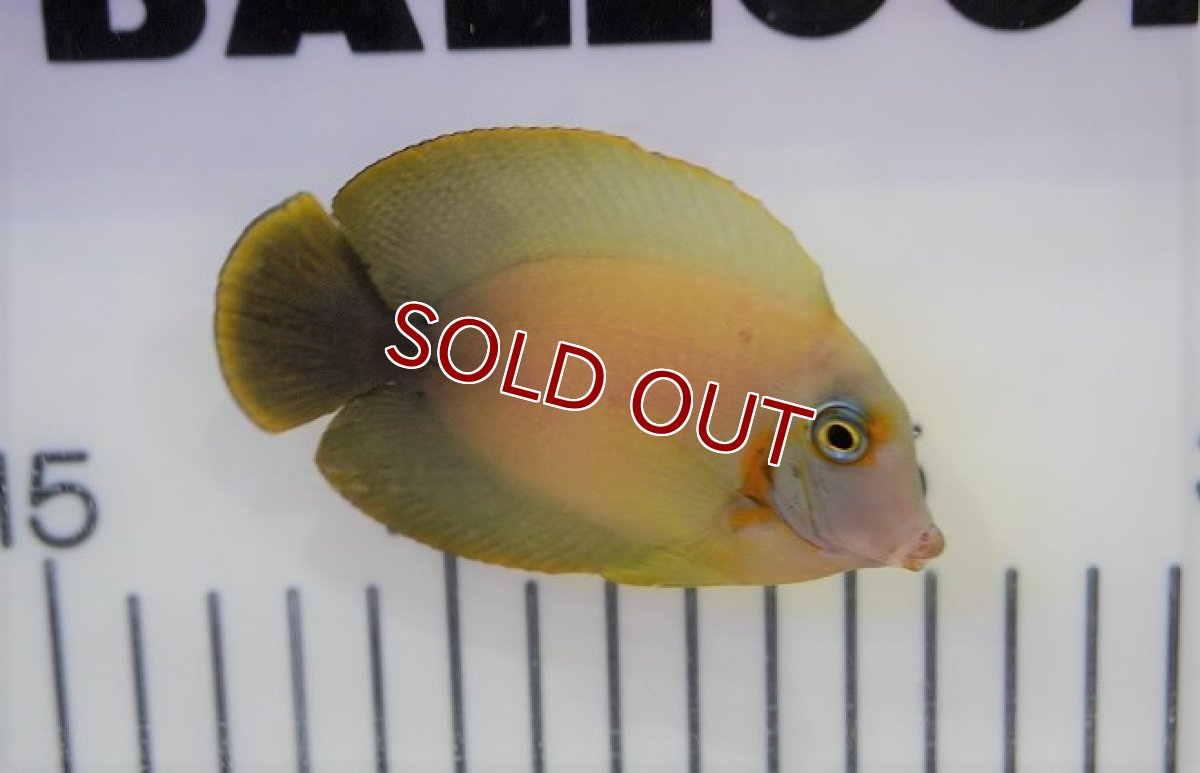 画像3: 【海水魚・ハギ】ミミックタン(1匹)±6-8cm (サンプル画像）（生体）(海水魚)（サンゴ） (3)