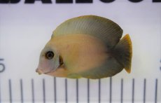 画像4: 【海水魚・ハギ】【通販】ミミックタン(1匹)±6-8cm (サンプル画像）（生体）(海水魚)（サンゴ） (4)