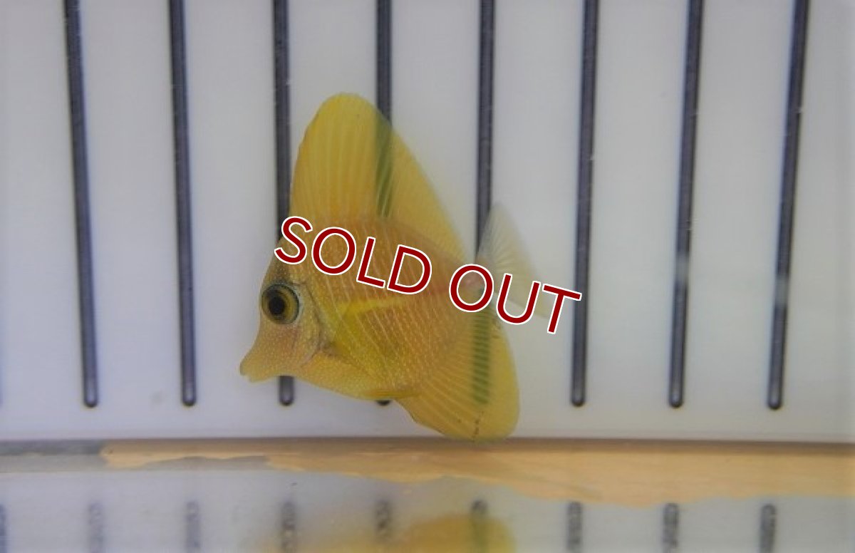 画像2: 【海水魚・ハギ】Hyd. .ゴマハギ (イエロー）XSサイズ(1匹)±3-4cm (サンプル画像）（生体）(海水魚)（サンゴ） (2)