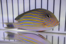 画像1: 【海水魚・ハギ】【通販】ニジハギ（MLサイズ)(1匹)±9-12cm (サンプル画像）（生体）(海水魚) (1)